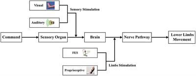 Enhancement of lower limb motor imagery ability via dual-level multimodal stimulation and sparse spatial pattern decoding method